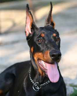 PINSCHER